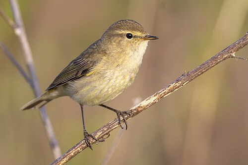 Common chiffchaff